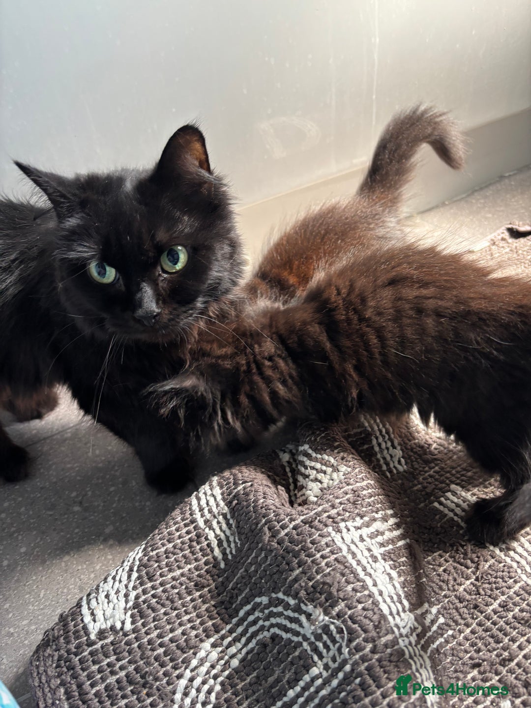 Mixed Breed cats for sale: 2 fluffy girls for sale - Image 10