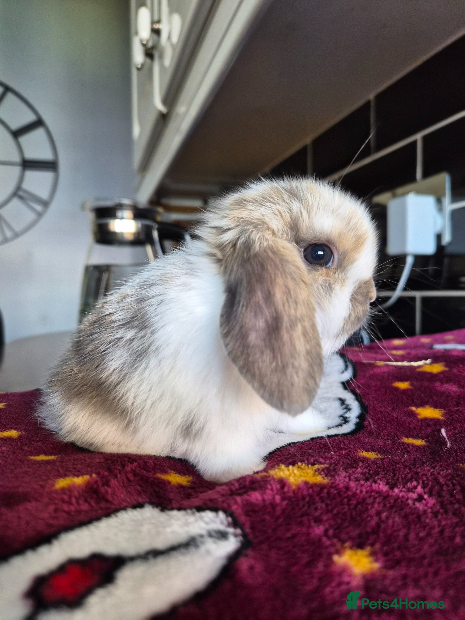 Mini Lop rabbits Two Beautiful Blue Tri Baby available  - Advert 1