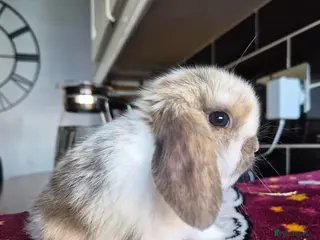 Mini Lop rabbits Two Beautiful Blue Tri Baby available - Advert 1