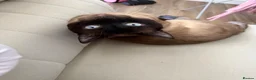 Siamese cats for sale: Siamese male cat - Advert 2