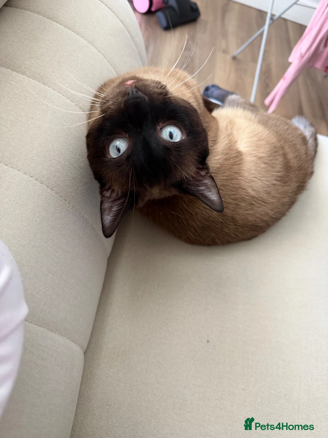 Siamese cats for sale: Siamese male cat - Advert 2