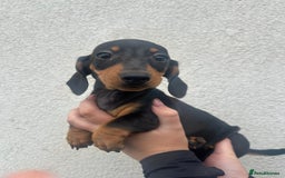 Miniature Dachshund dogs for sale: 4 miniature dachshund puppies for sale. - Image 2