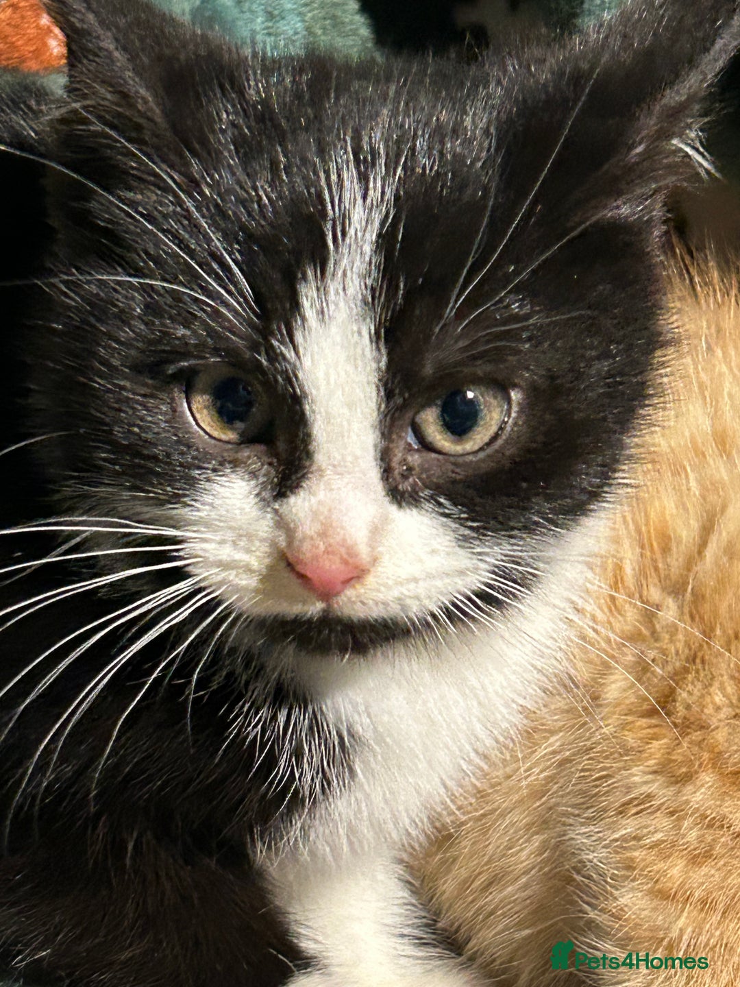 Mixed Breed cats for sale: Beautiful Healthy Kittens Ready now  - Advert 14