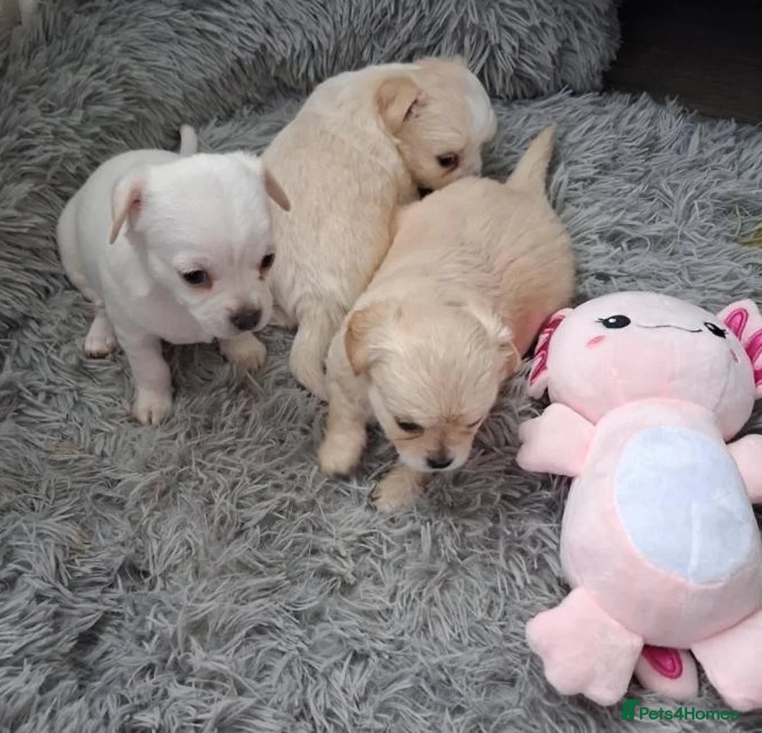 Chihuahua dogs for sale: Exceptional Puppies Seeking Loving Homes in Sheffield - Advert 2