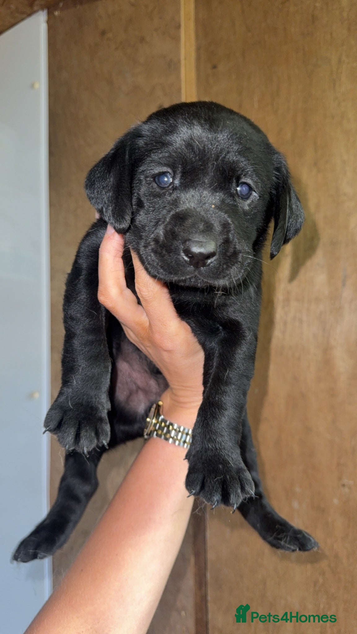 Labrador Retriever dogs Champion Labrador retriever puppies  - Advert 3