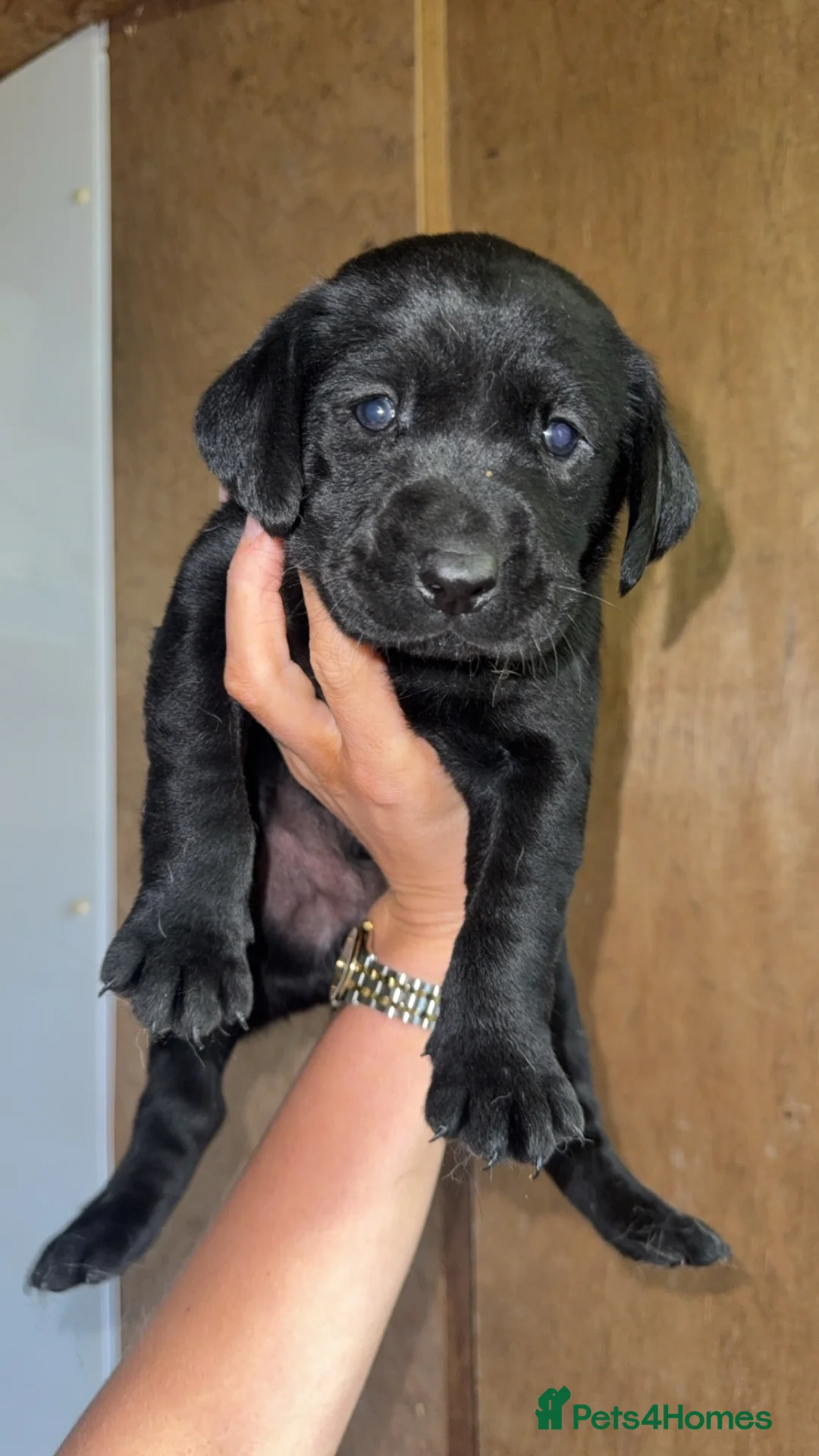 Labrador Retriever dogs for sale: Champion Labrador retriever puppies  - Advert 1