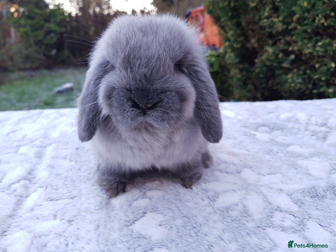 Mini Lop rabbits for sale: Beautiful pedigree Mini Lops  - Advert 3