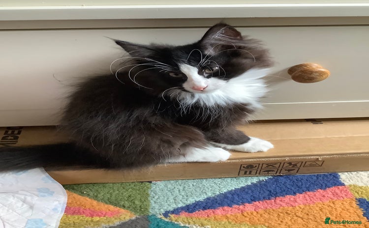 Norwegian Forest Cat cats - Advert 6