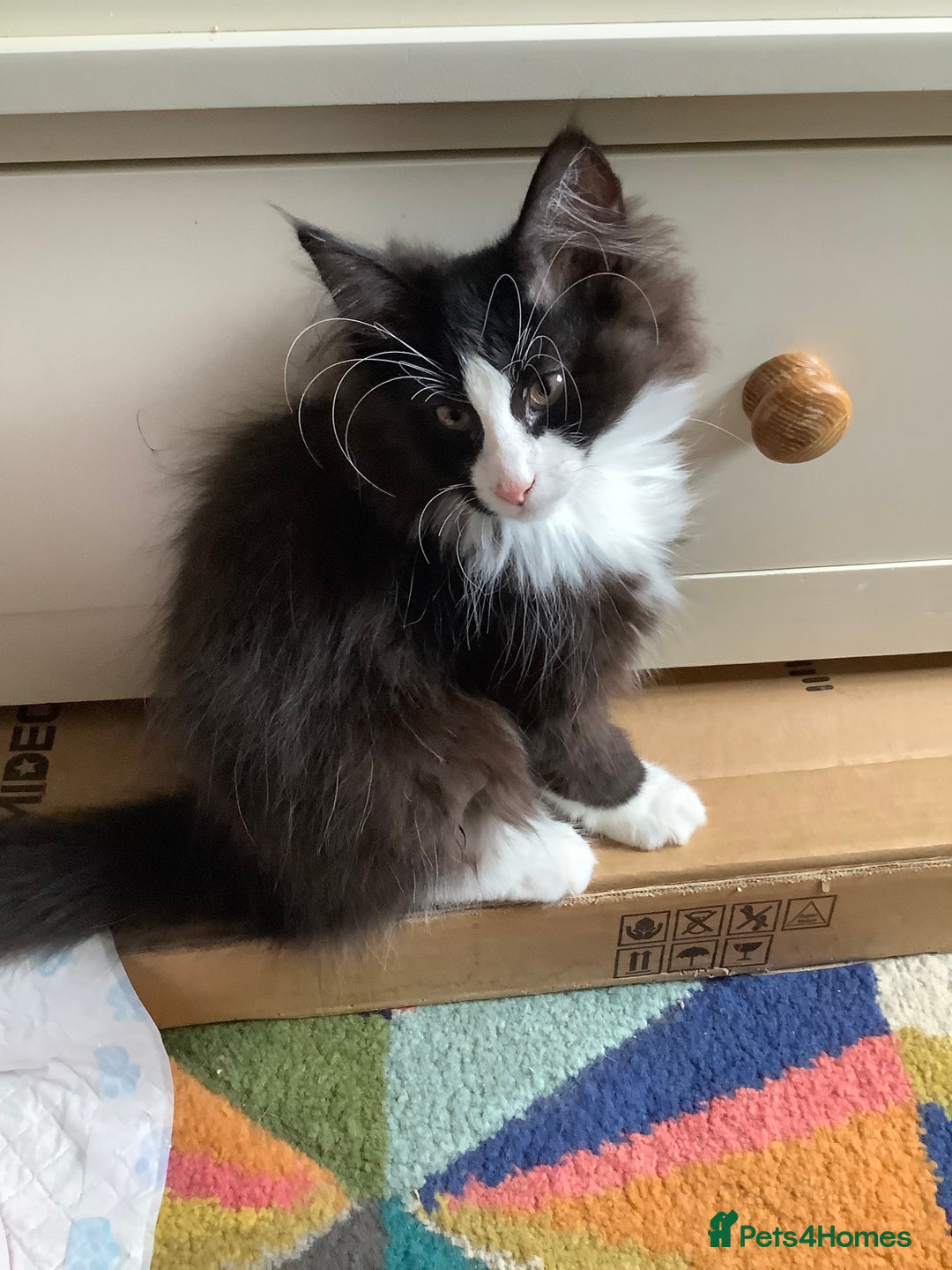 Norwegian Forest Cat cats for sale: Beautiful Pedigree Bencleuch Babies - Image 1