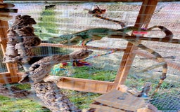 Iguana reptiles for sale: Tank the tame Blue Iguana  - Image 3