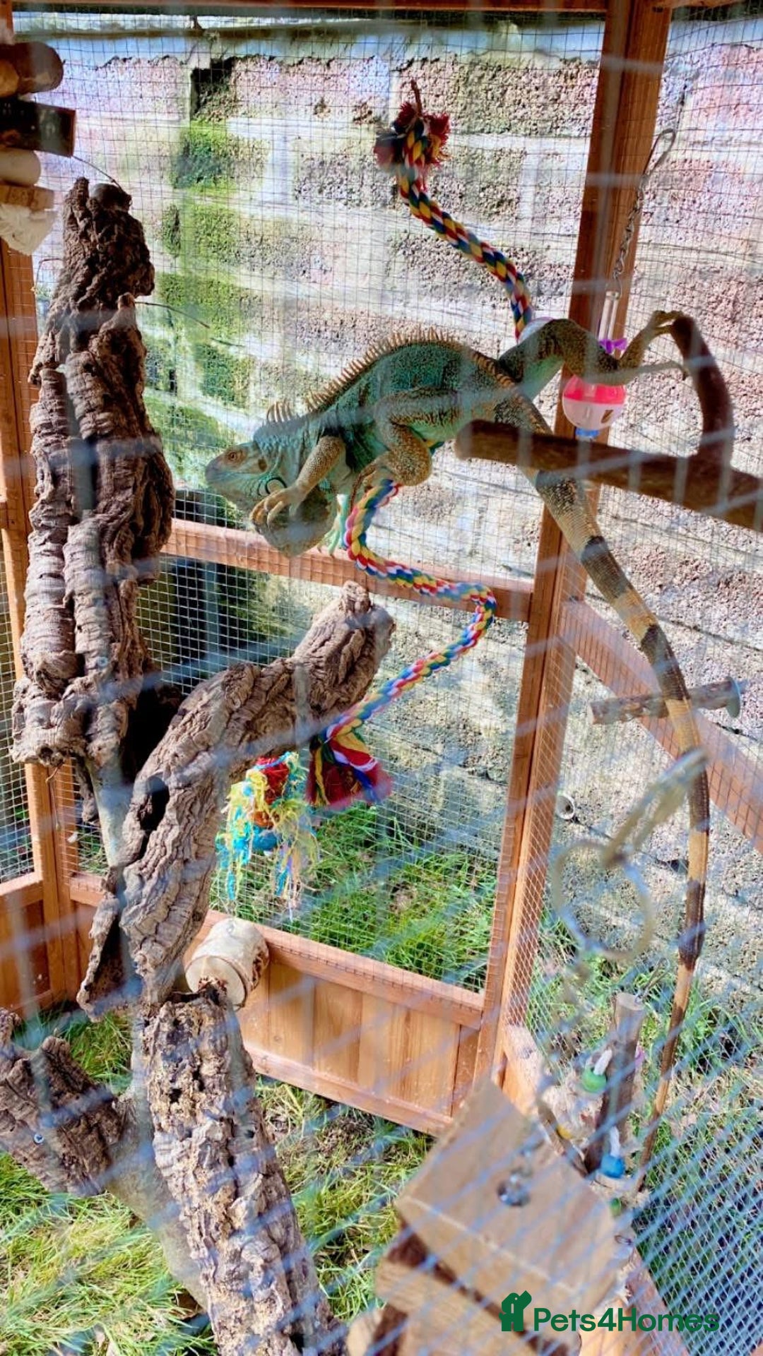 Iguana reptiles for sale: Tank the tame Blue Iguana  - Image 3