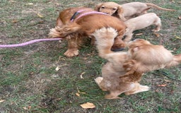 Cocker Spaniel dogs for sale: Cocker spaniel puppies  - Image 6
