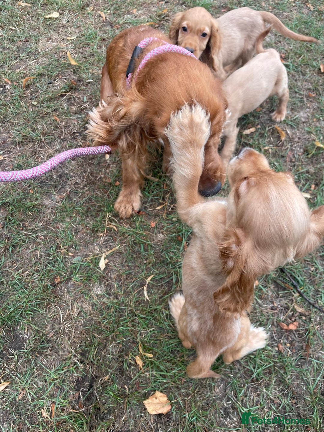 Cocker Spaniel dogs for sale: Cocker spaniel puppies  - Image 6