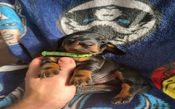 Miniature Dachshund dogs for sale: Adorable Black and Tan boy miniature dachshund - Image 4