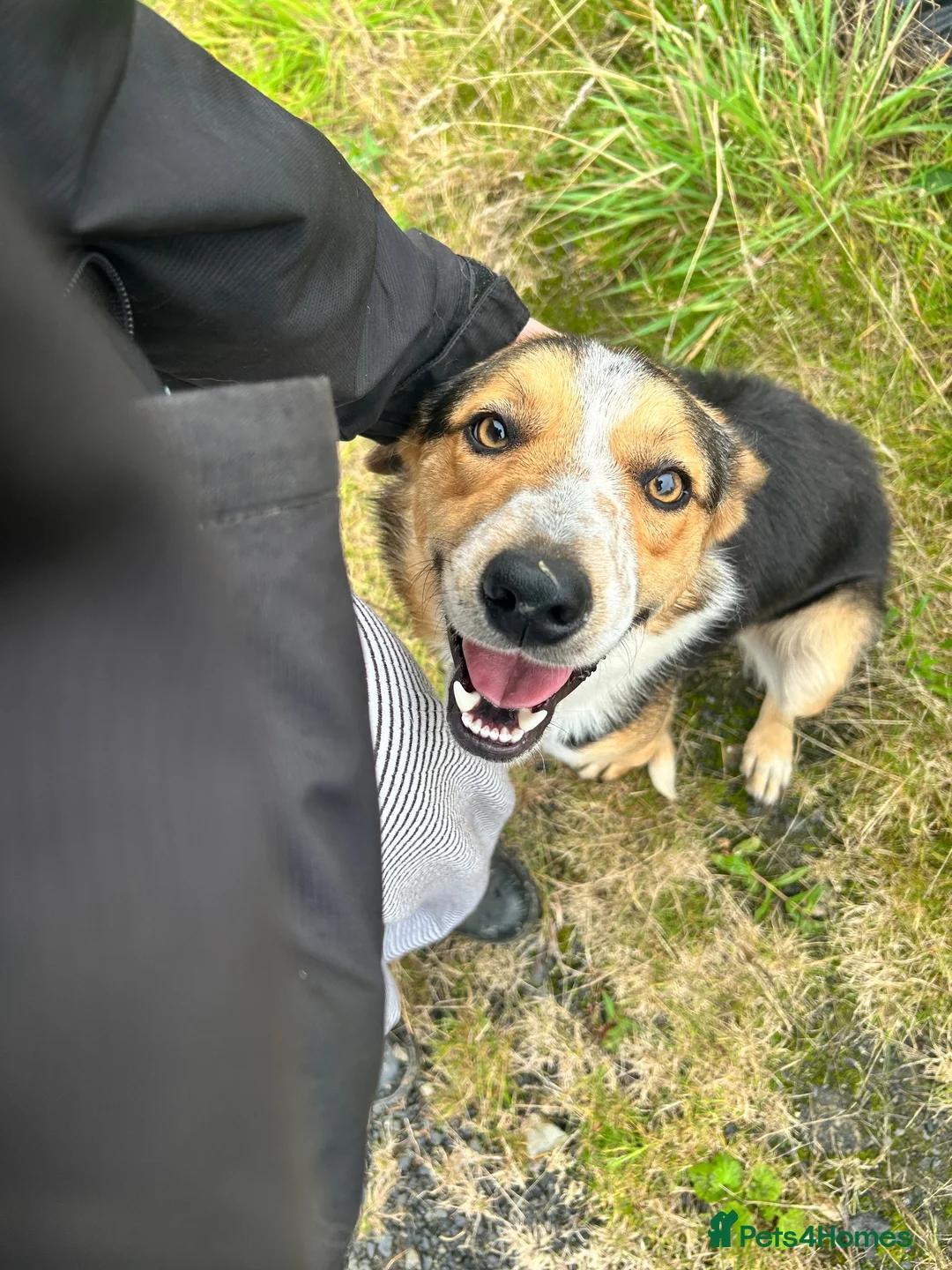 Border Collie dogs for sale: Border Collie 1 year old in Dolgellau - Advert 2