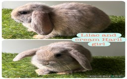 Mini Lop rabbits for sale: Beautiful mini lops ready now  - Image 2