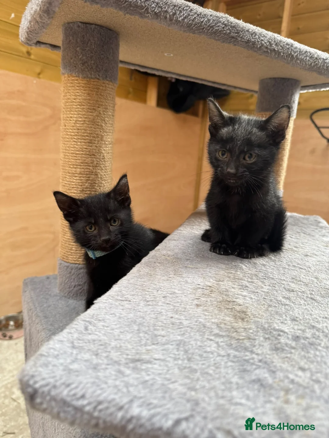 Savannah cats for sale: Savanna x British blue - Advert 6