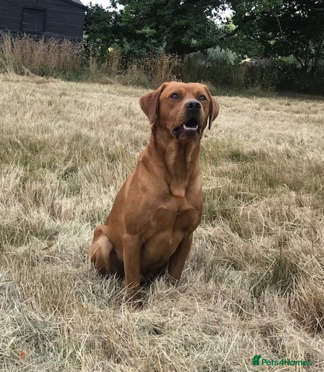 Labrador Retriever dogs for stud: Fox Red Labrador for Stud in Ashford - Advert 2