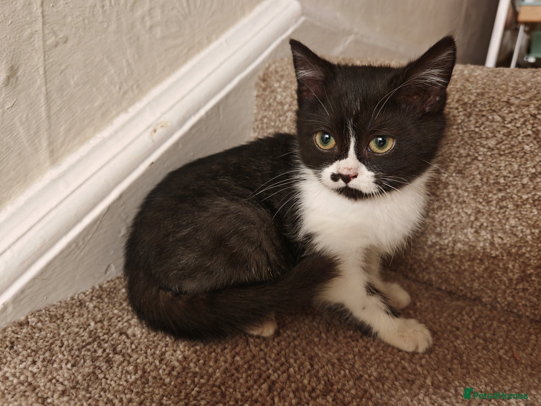 Mixed Breed cats for sale: British Shorthair X Kittens  - Advert 7