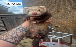 Ferret rodents for sale: Ferret kits - Image 5