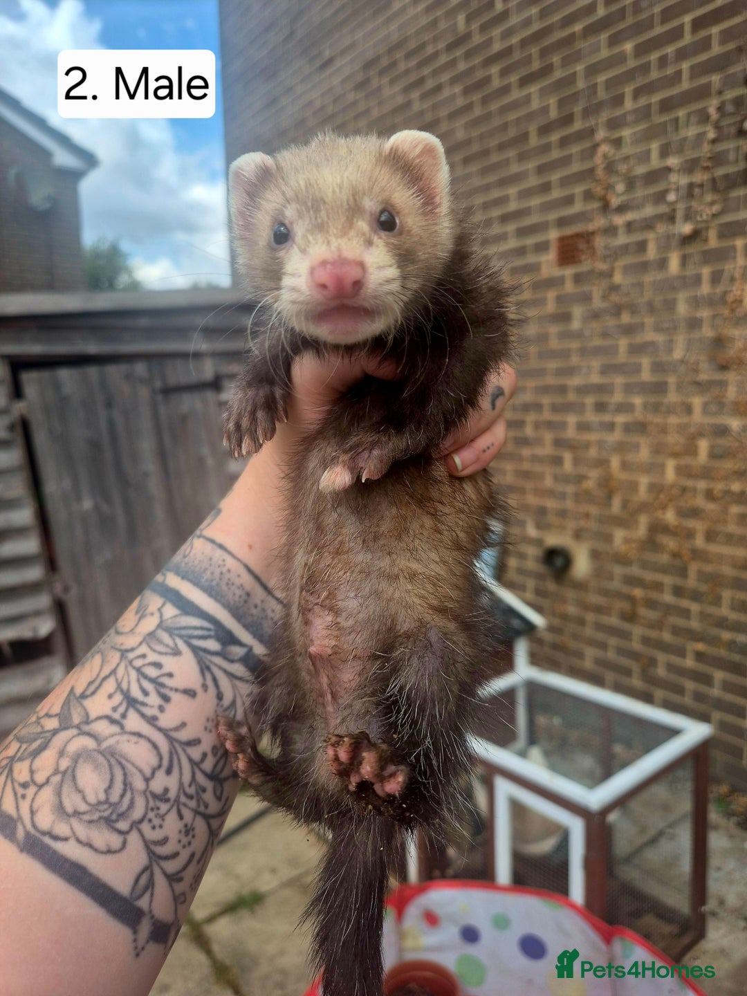 Ferret rodents for sale: Ferret kits - Image 5