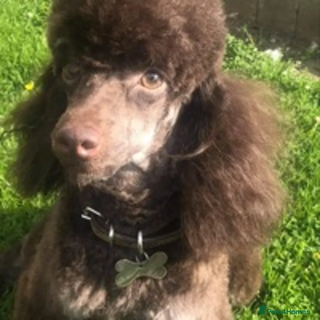 Toy Poodle dogs for stud: Percy KC Chocolate Phantom Toy Poodle Stud in Middlesbrough - Advert 4