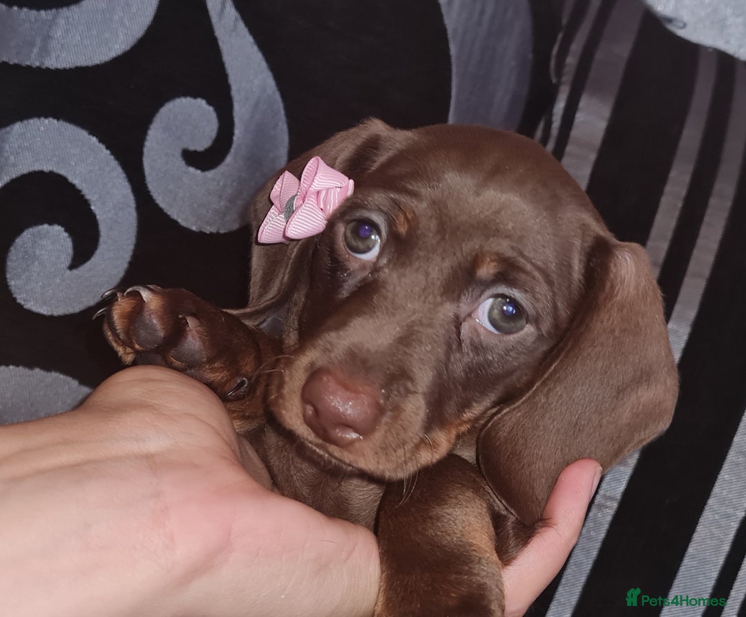 Miniature Dachshund dogs for sale: 💜 STUNNING MINIATURE CHOCOLATE Dachshunds💜 - Image 11