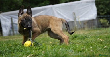 Belgian Shepherd Dog dogs - Advert 14
