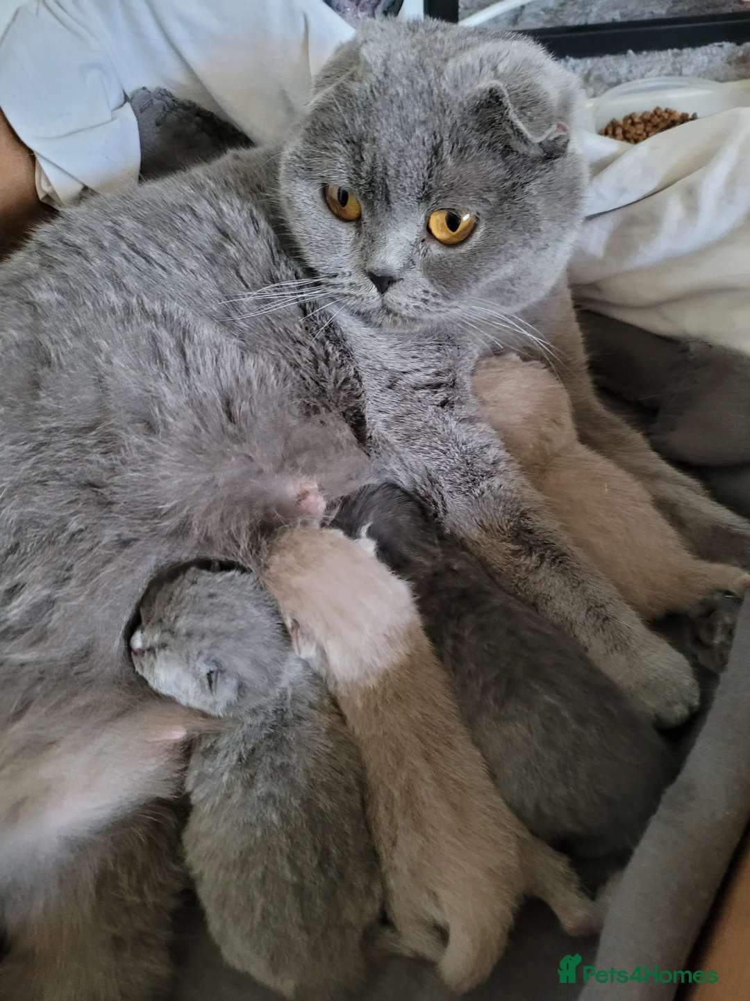 Scottish Fold cats for sale: Super Special Scottish fold - last two! - Advert 5