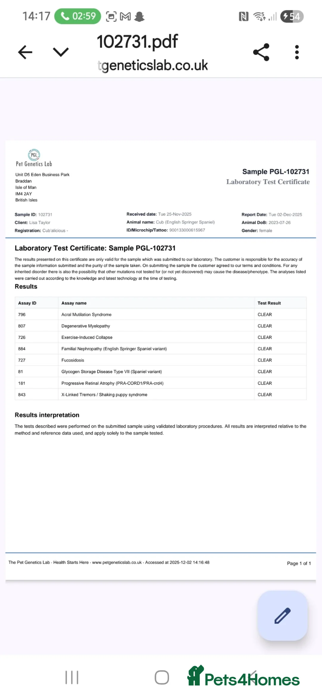 English Springer Spaniel dogs for sale:  Beautiful Liver & White Springer Spaniels - Advert 6