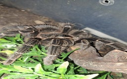 Tarantulas invertebrates for sale: Tarantulas for sale, Stoke on Trent - Image 2