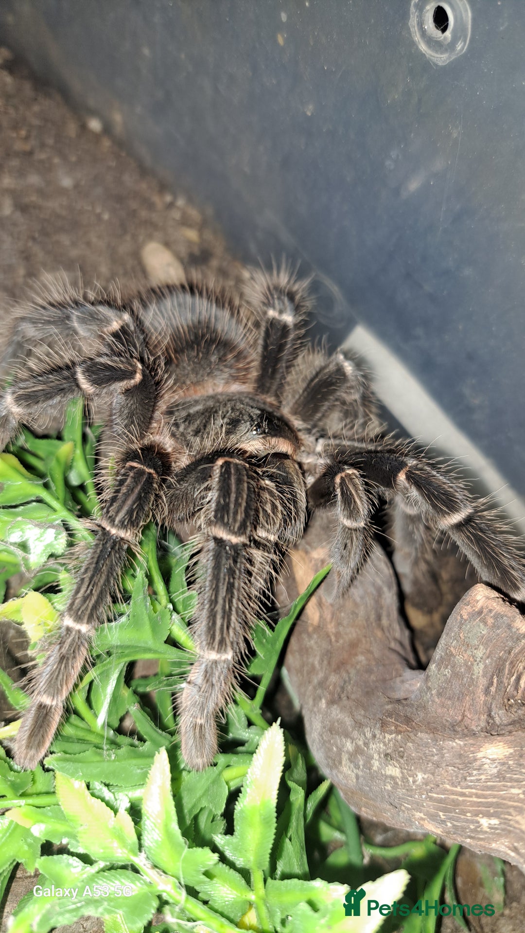 Tarantulas invertebrates for sale: Tarantulas for sale, Stoke on Trent - Image 2
