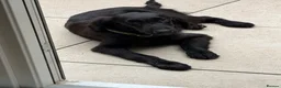 Flat coated Retriever dogs for sale: Flat Coated Retriever in London - Advert 2