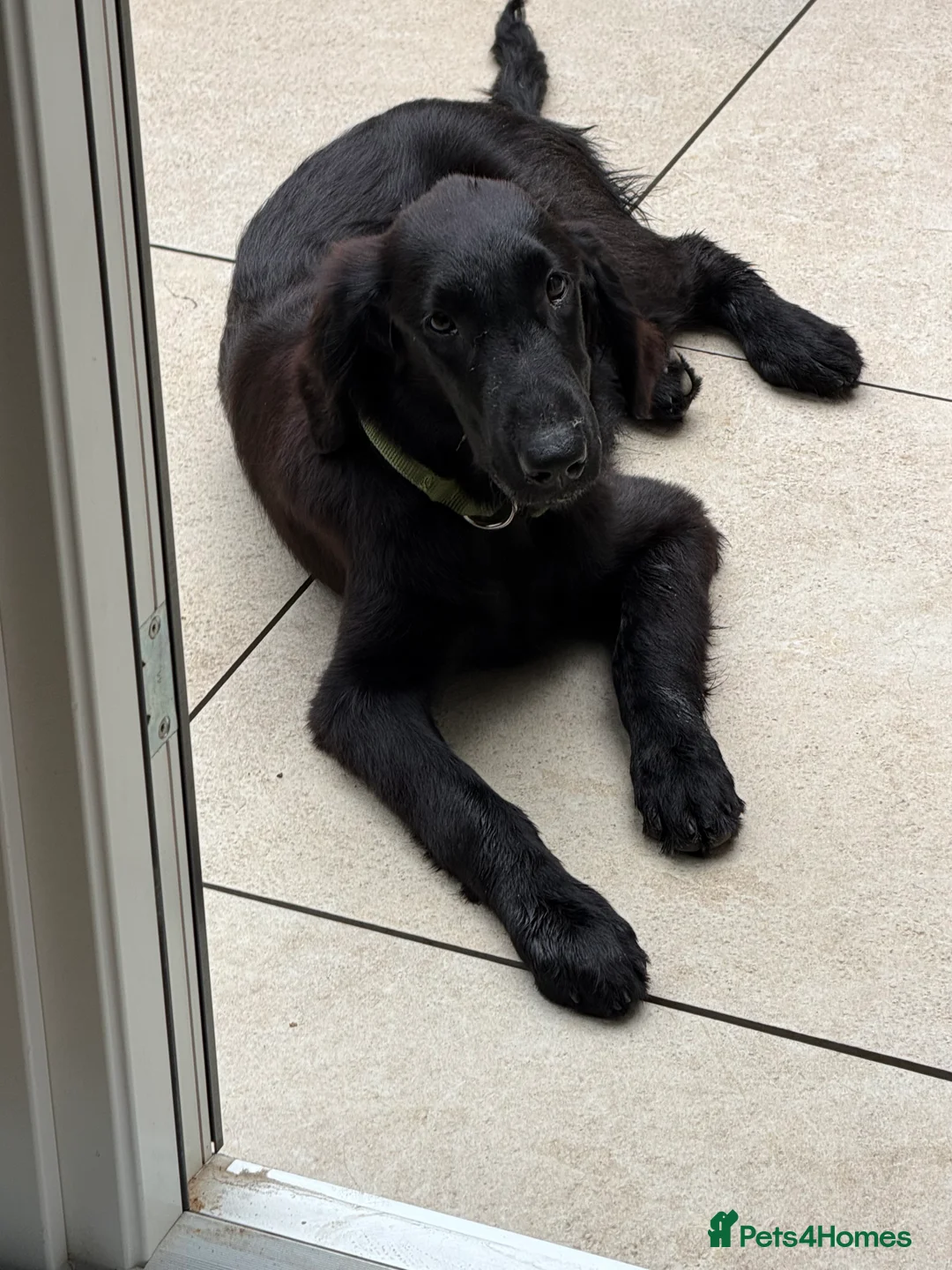 Flat coated Retriever dogs for sale: Flat Coated Retriever in London - Advert 2