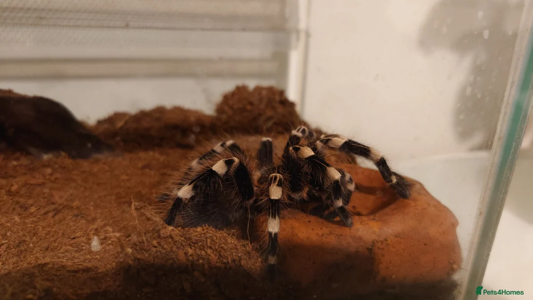Tarantulas invertebrates for sale: Brazilian white knee tarantula (female) +terrarium in Eastbourne - Advert 3