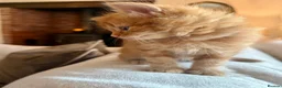 Mixed Breed cats for sale: Beautiful Ginger Kittens  - Advert 7