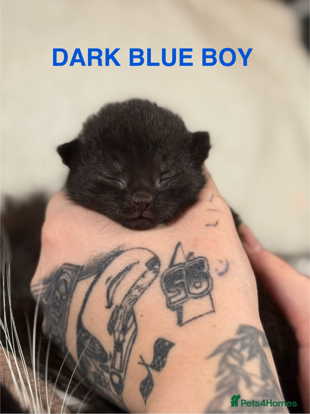 Domestic Shorthair cats for sale: 🐾✨ Gorgeous Fluffy Black Kittens – Ready 24/12 🐾 - Image 4