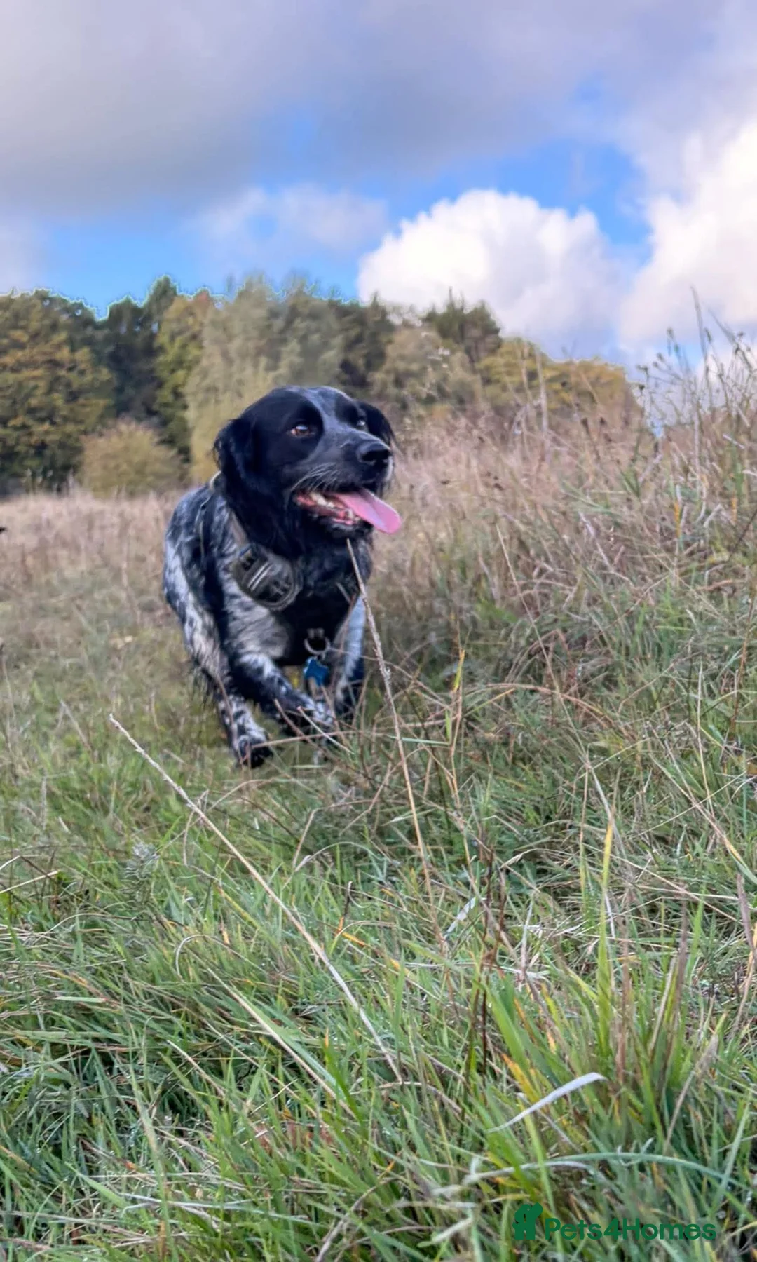 Sprocker dogs for stud: Blue roan Sprocker spaniel for Stud - Advert 1