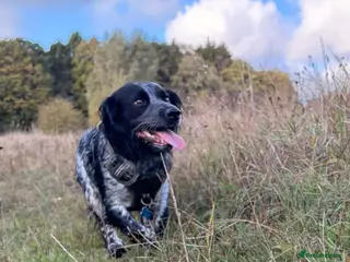 Sprocker dogs Blue roan Sprocker spaniel for Stud - Advert 14