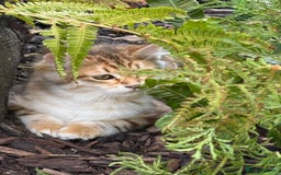 Siberian cats for sale: 2 Siberian kittens ready for collection - Image 6