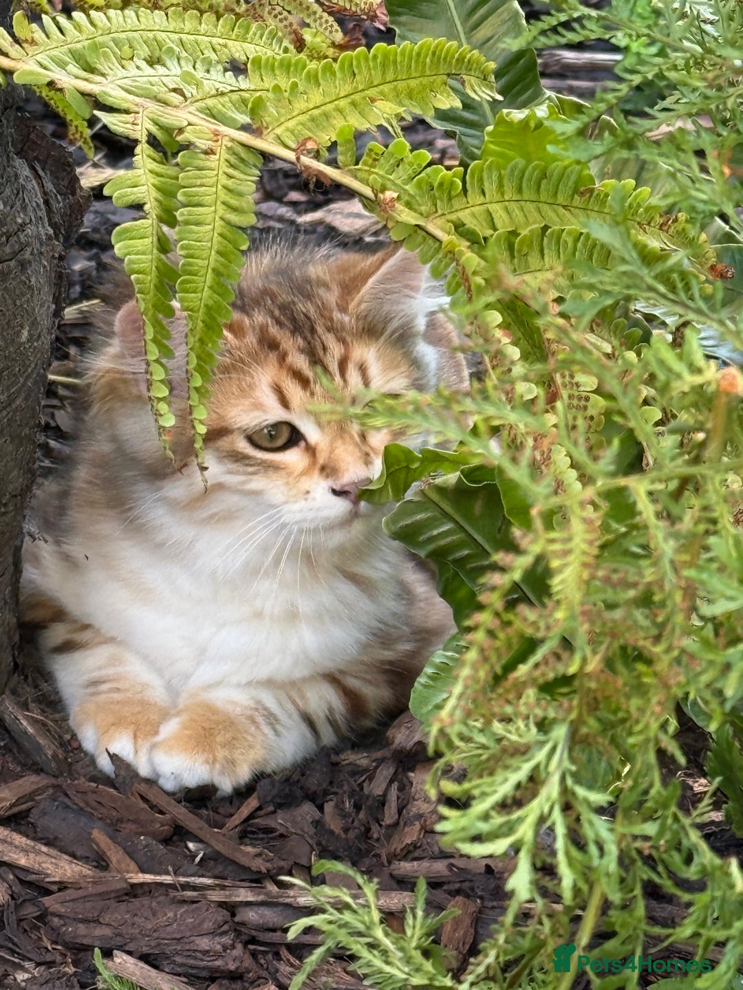 Siberian cats for sale: 2 Siberian kittens ready for collection - Image 6
