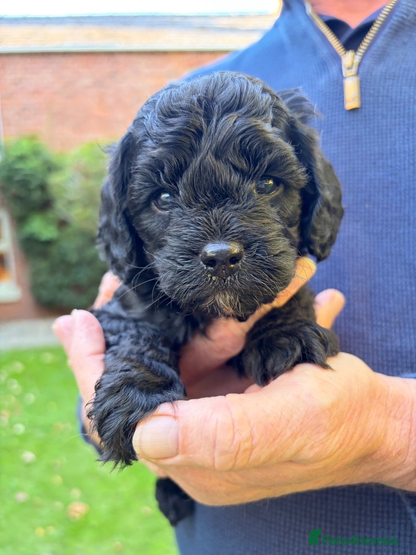 Cavapoo dogs Top quality Cavapoo pups from proven parents. - Advert 2
