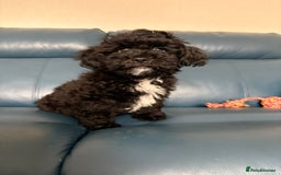 Mixed Breed dogs for sale: 2 handsome boys left - ready to leave now. - Image 2