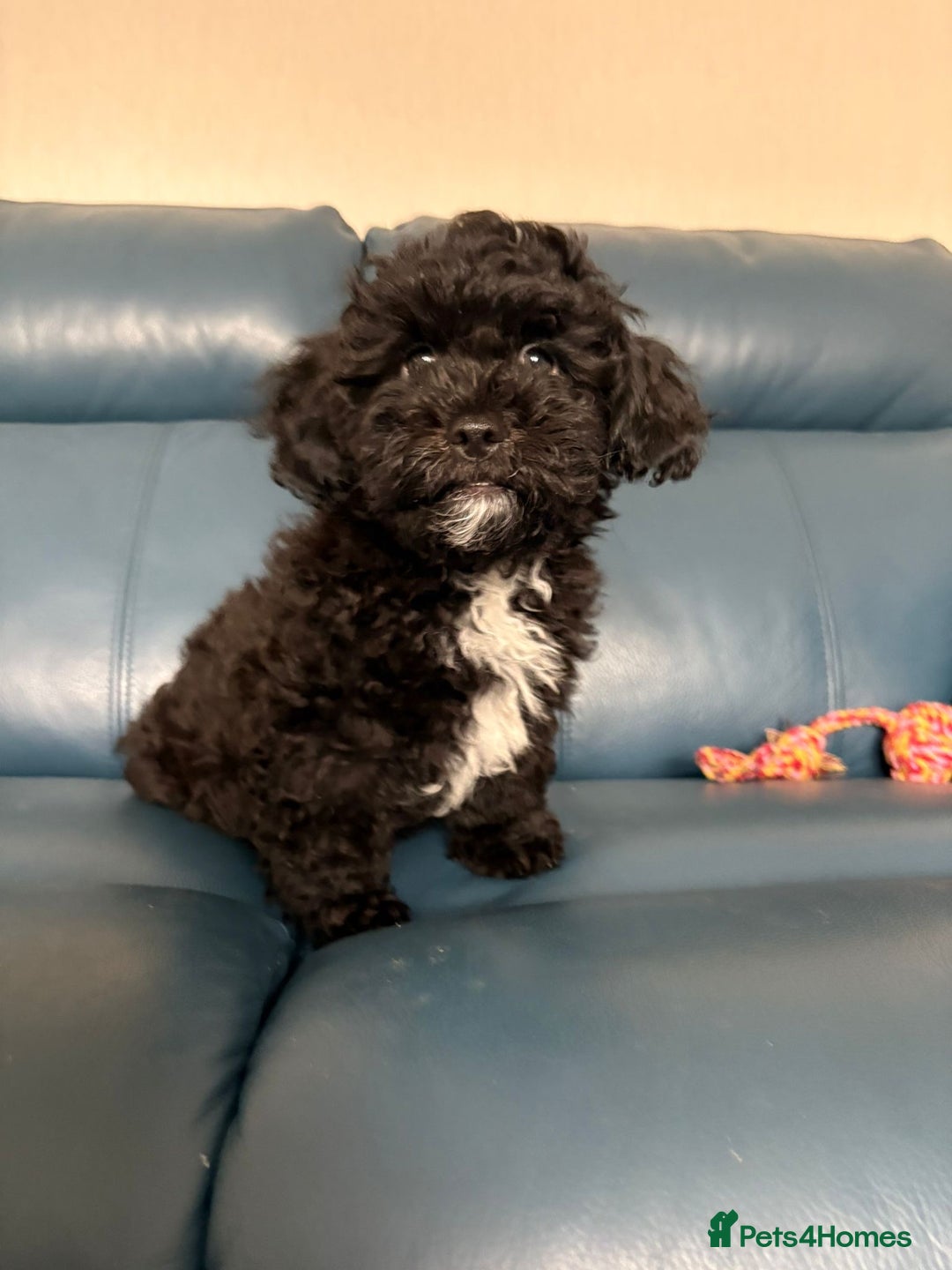 Mixed Breed dogs for sale: 2 handsome boys left - ready to leave now. - Image 2