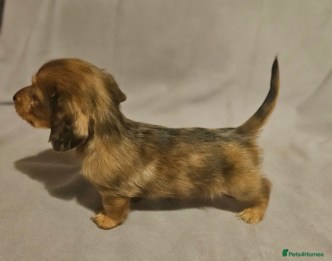 Miniature Dachshund dogs for sale: Longhaired miniature puppies - Advert 13