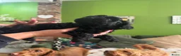 Doxiepoo dogs for sale: Doxiepoo puppies  in Stockport - Advert 7
