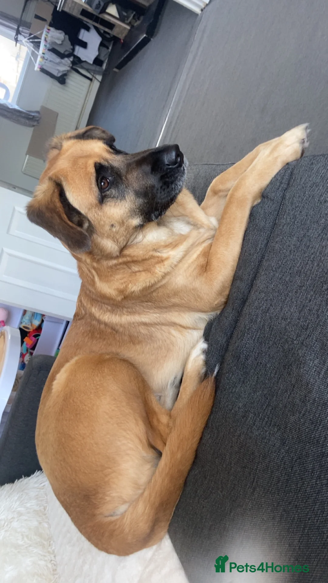 Mixed Breed dogs for sale: Mixed Breed - Advert 1