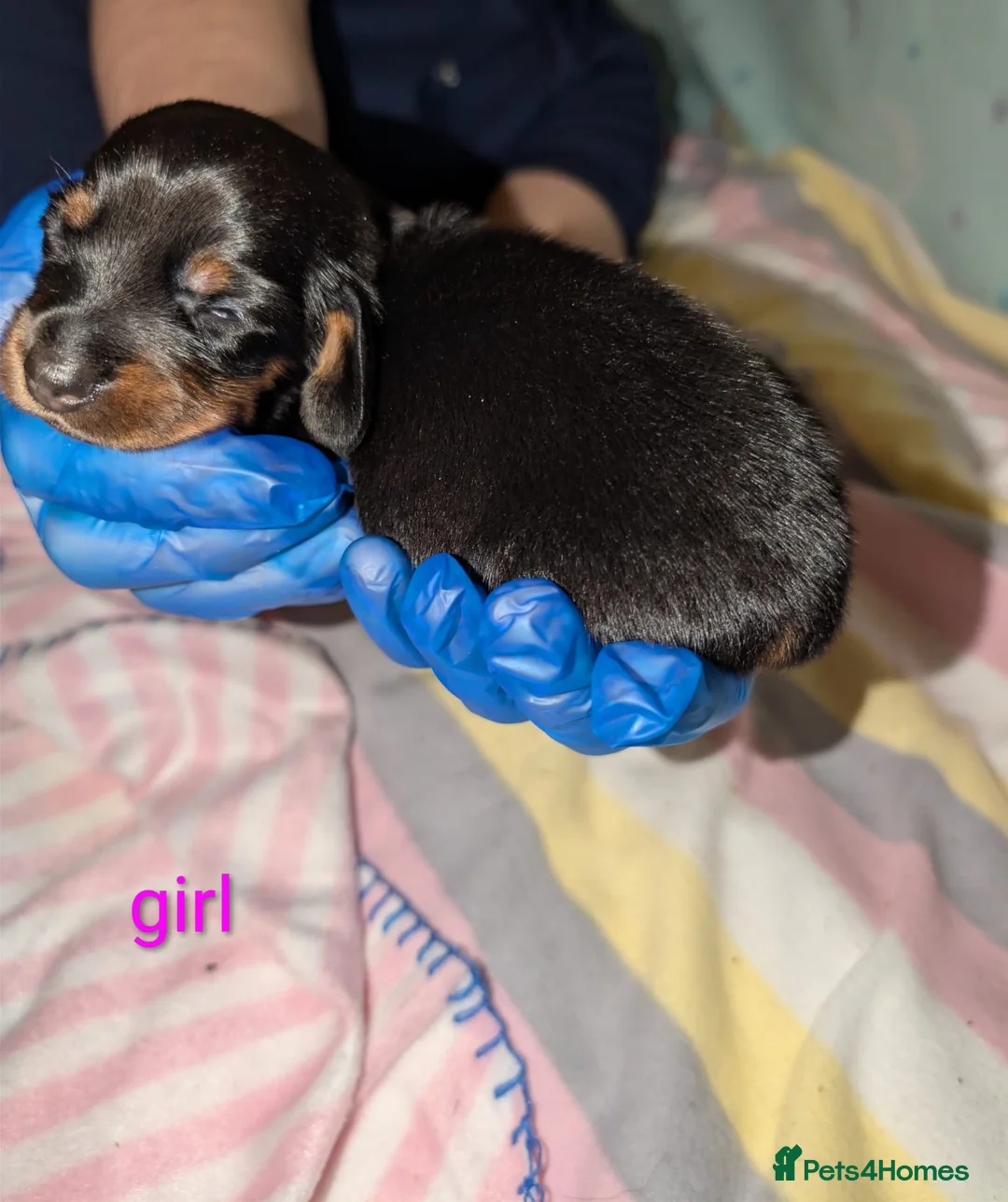 Miniature Dachshund dogs for sale: Miniature dachshund champion bloodline pedigree - Advert 29