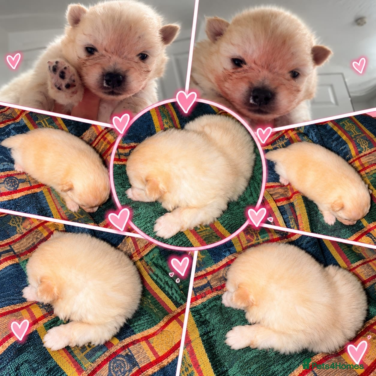 Pomeranian dogs  **  Teddy Bear Pomeranian Boys 🐻🐾 - Advert 2
