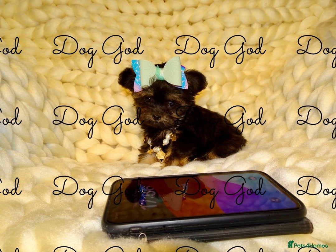 Mixed Breed dogs for sale: Exquisite Maltese X Chihuahua F1 Malchi Puppy - Image 7